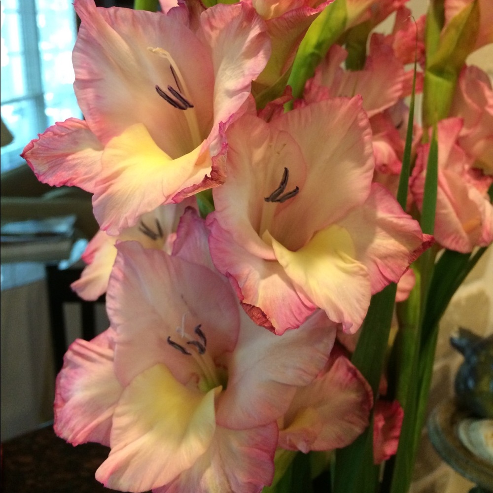 Meet your Posher, Helene